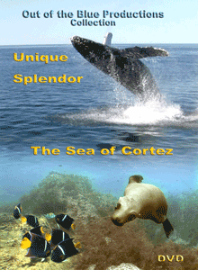 Unique Splendor - The Sea of Cortez